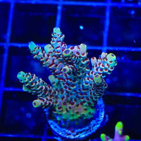 TSA Rainbow Sherbet Acropora Coral