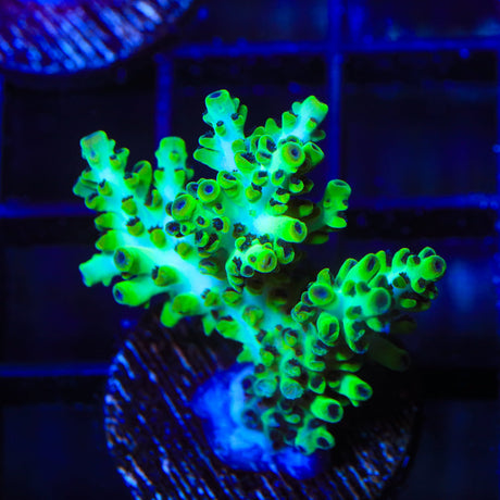 Laura's Purple Polyp Acropora Coral