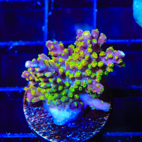 RR Rainbow Loom Acropora Coral