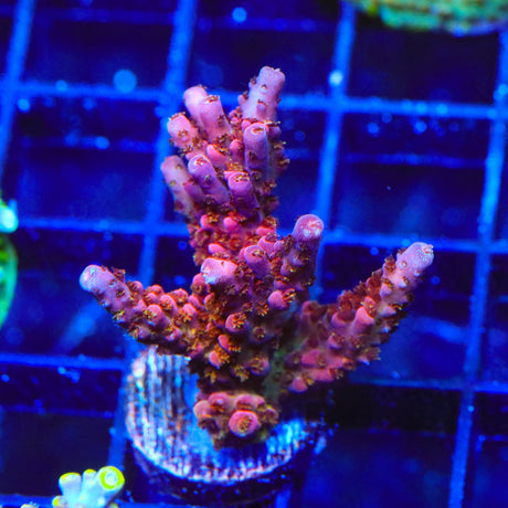 PC Rainbow Acropora Coral