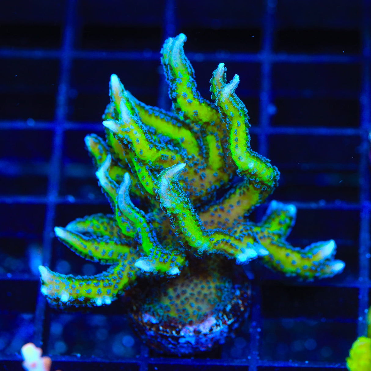 TSA Dragon Claw Birdsnest Coral