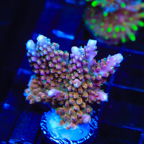 TSA Explosive Ember Acropora Coral