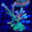 TSA Nightshade Acropora Coral