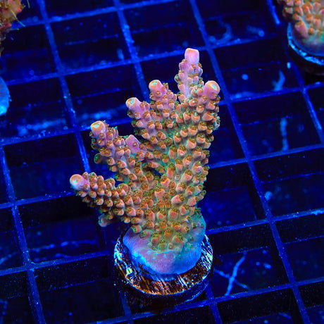 Green Slimer Acropora Colony Coral