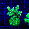 Laura's Purple Polyp Acropora Coral