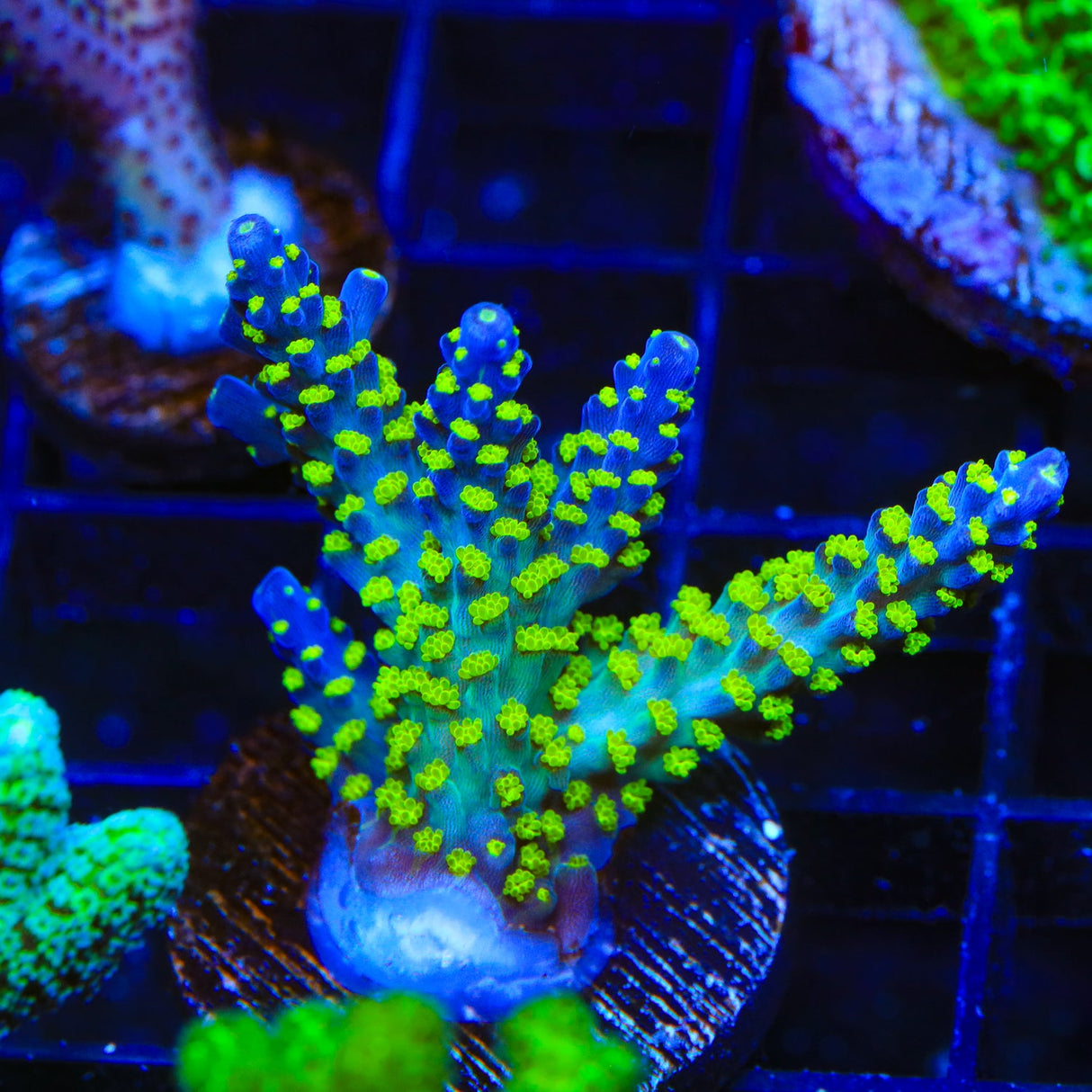 TSA Sour Patch Acropora Coral