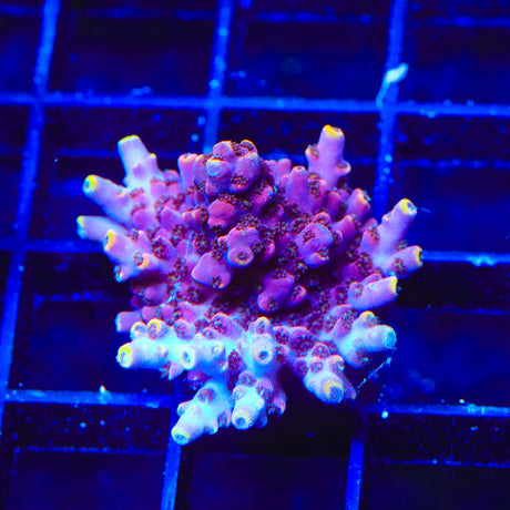 TSA Nightshade Acropora Coral