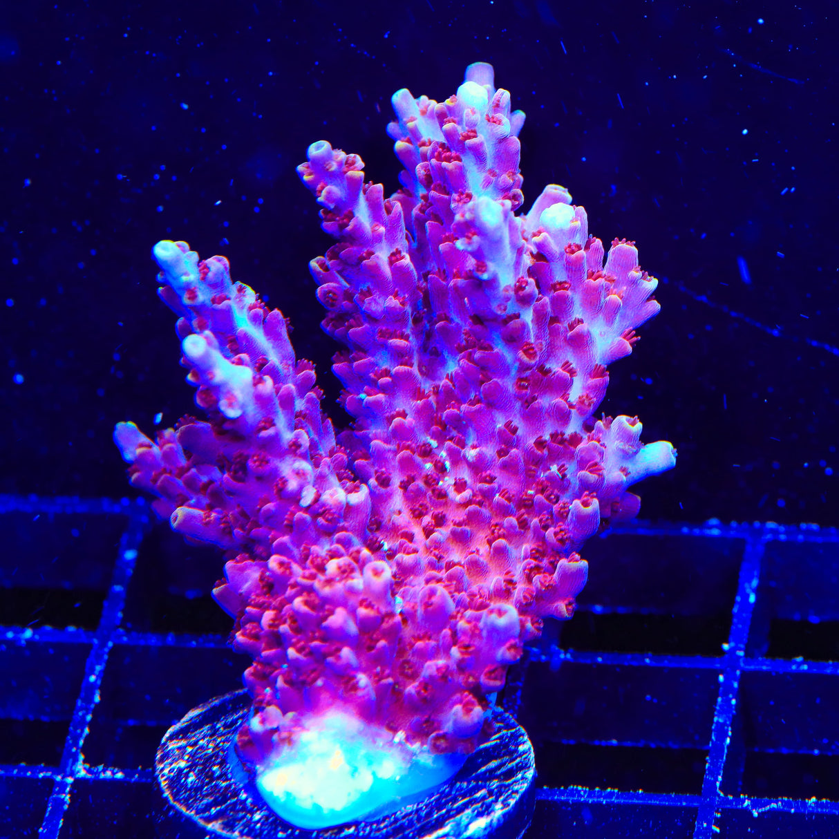 Green Slimer Acropora Coral