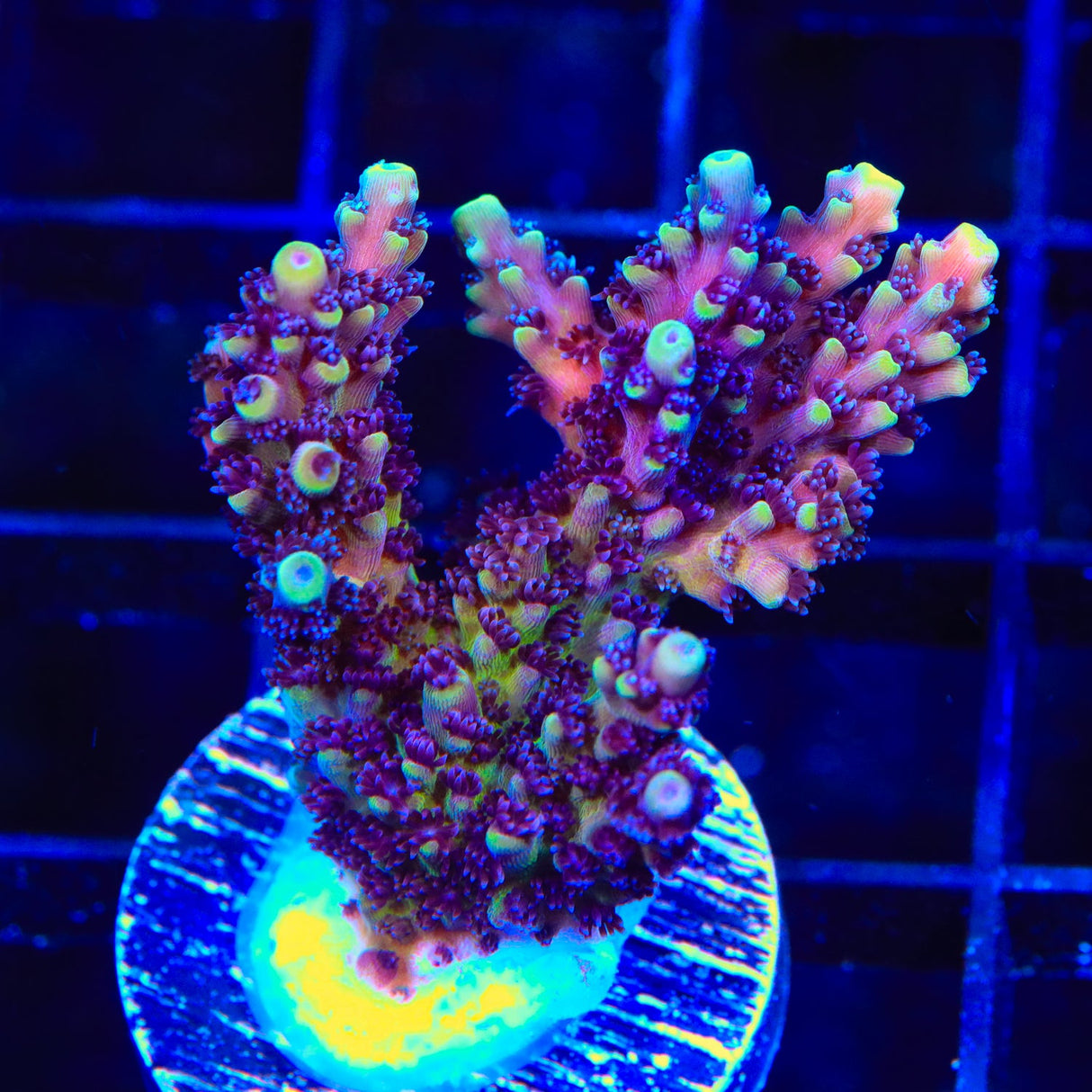 RRC Pink Cadillac Acropora Coral