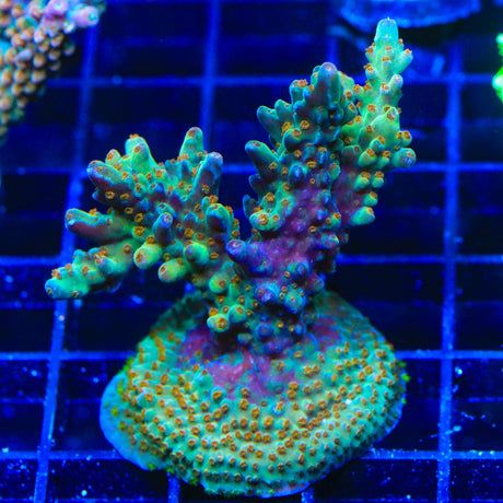 RRC Wonderland Acropora Coral