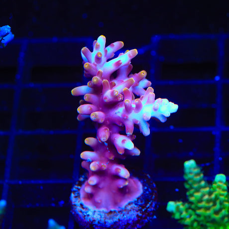 TSA Fire Dragon Acropora Coral