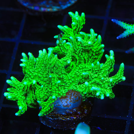 TSA Jade Dragon Birdsnest Coral