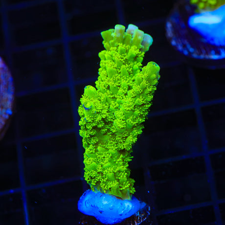 Green Slimer Acropora Coral