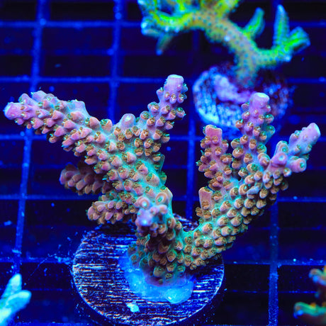 TSA Explosive Ember Acropora Coral