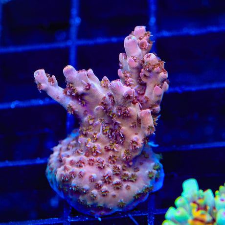 TSA Sparkler Acropora Croal