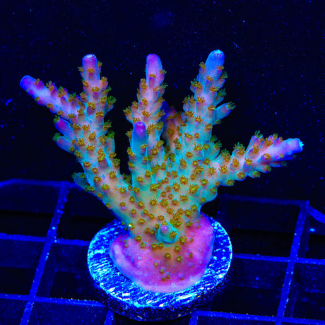 CC Voodoo Majick Acropora Coral