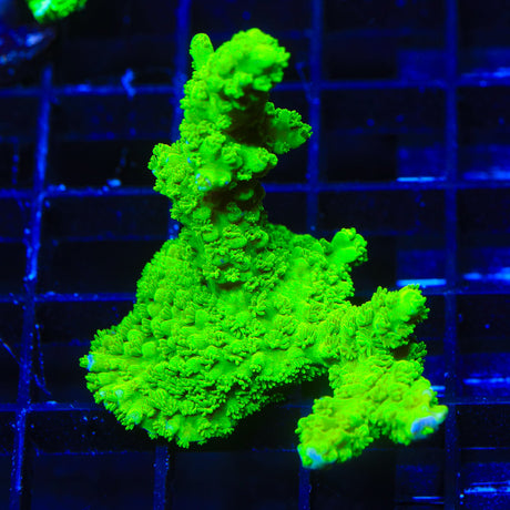 Green Slimer Acropora Coral