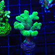 TSA Fuzzy Birdsnest Coral