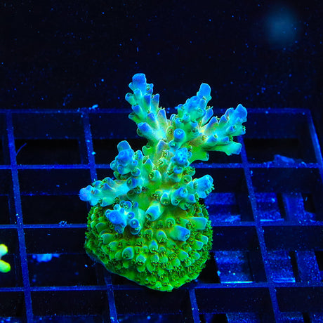 TSA Red Robin Acropora XL Frag Coral