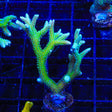 TSA Teal Birdsnest Coral