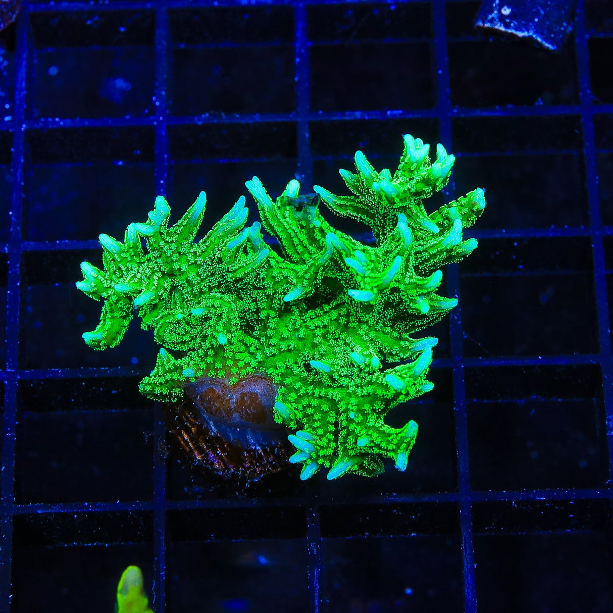 TSA Jade Dragon Birdsnest Coral