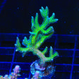 TSA Dragon Claw Birdsnest Coral