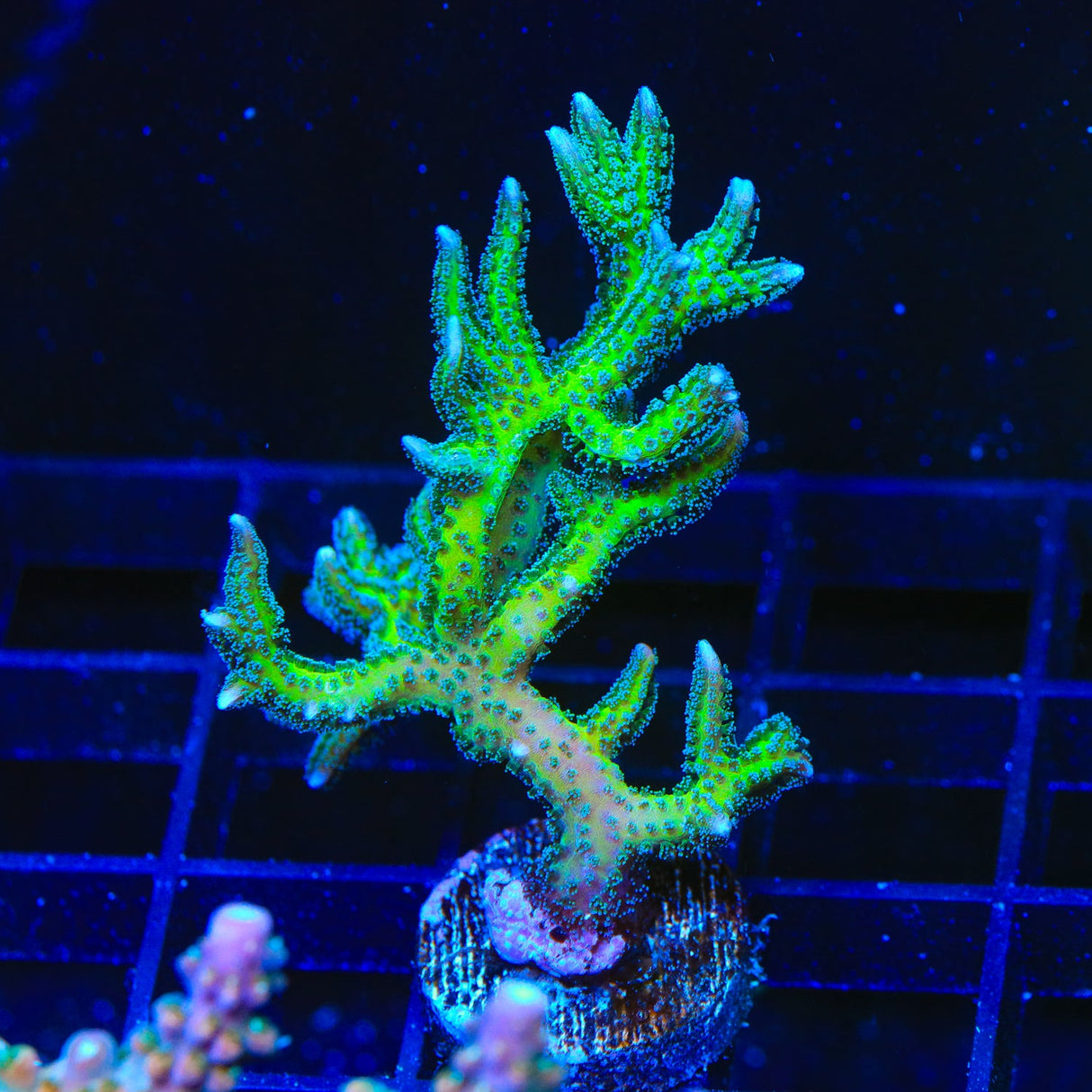 TSA Dragon Claw Birdsnest Coral