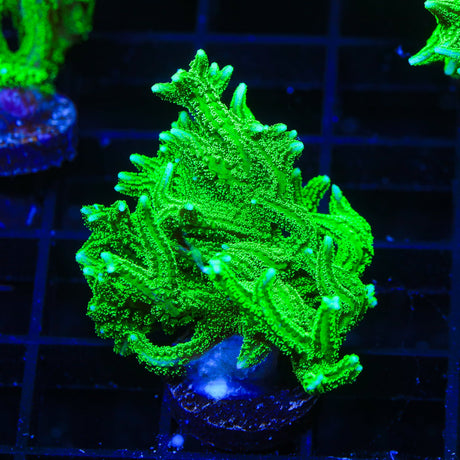 TSA Jade Dragon Birdsnest Coral