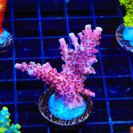 TSA Green Hornet Acropora XL Frag Coral