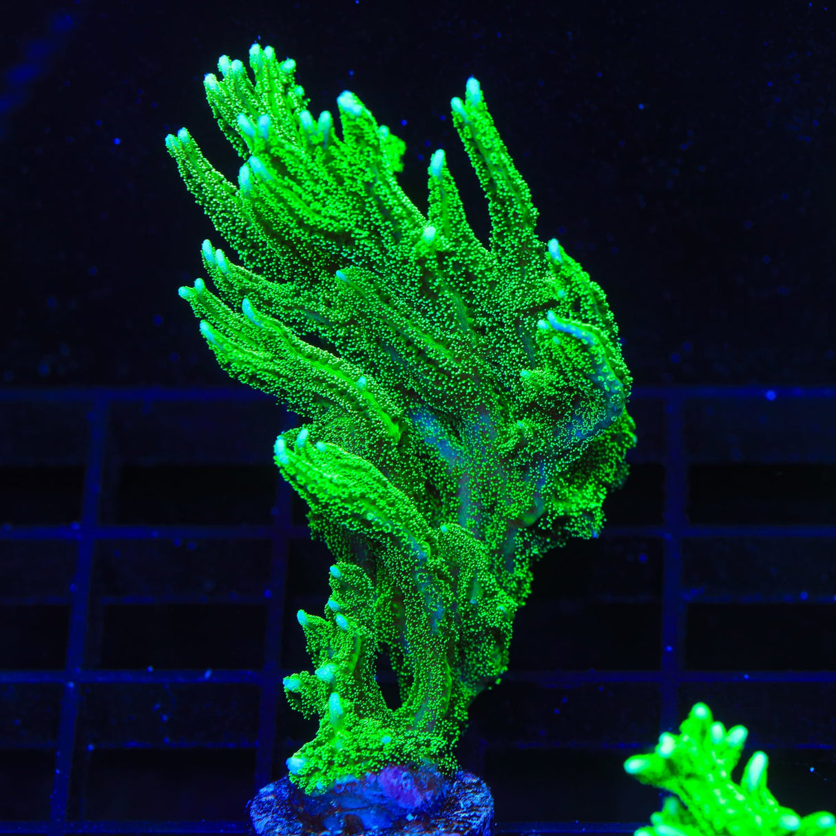 TSA Jade Dragon Birdsnest Coral