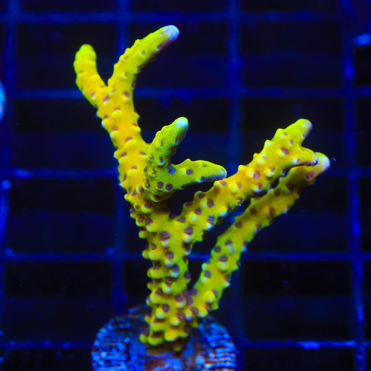 RRC Goldenrod Anacropora Coral