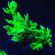 TSA Jade Dragon Birdsnest Coral