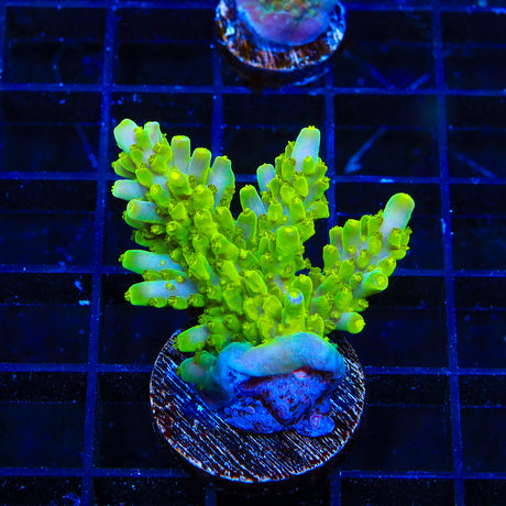 TSA Snozzberry Acropora XL Frag Coral