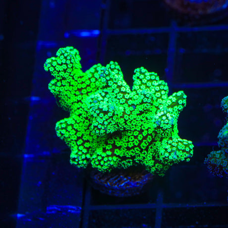 TSA Neon Green Birdsnest Coral