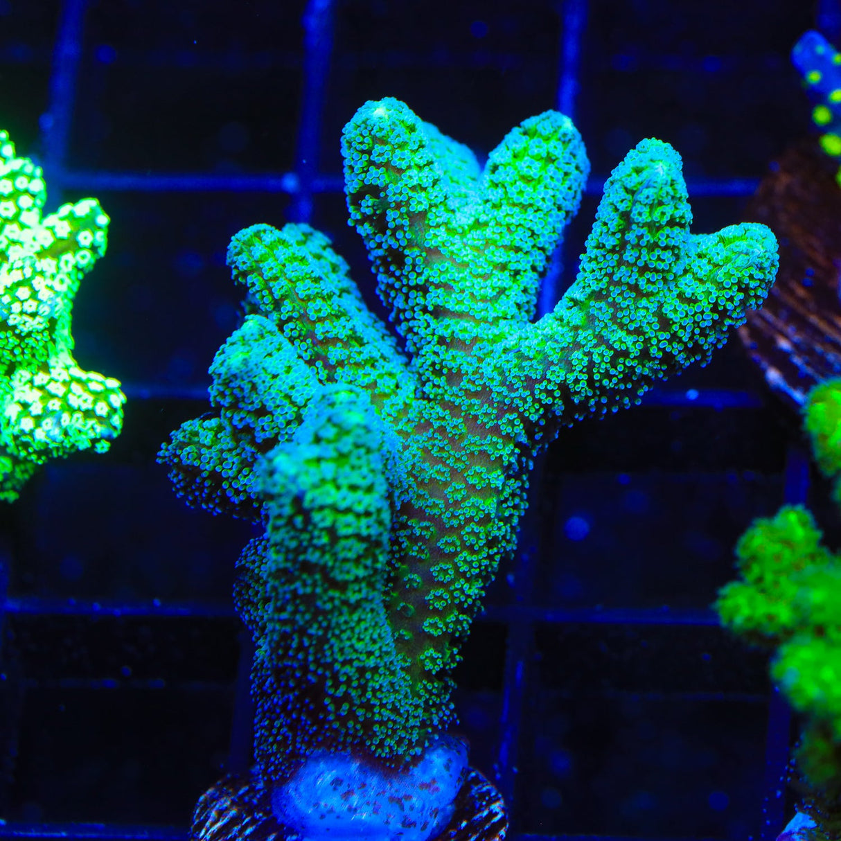 Green Birdsnest Coral