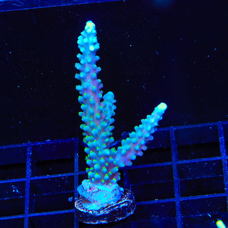 TSA Green Dragon Acropora XL Frag Coral