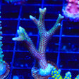 TSA Pink Tip Birdsnest Coral