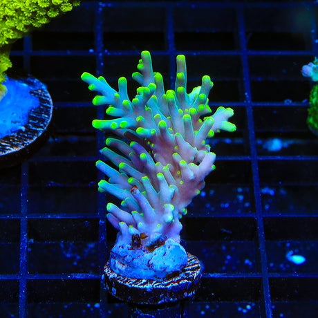 CC Voodoo Majick Acropora XL Frag Coral