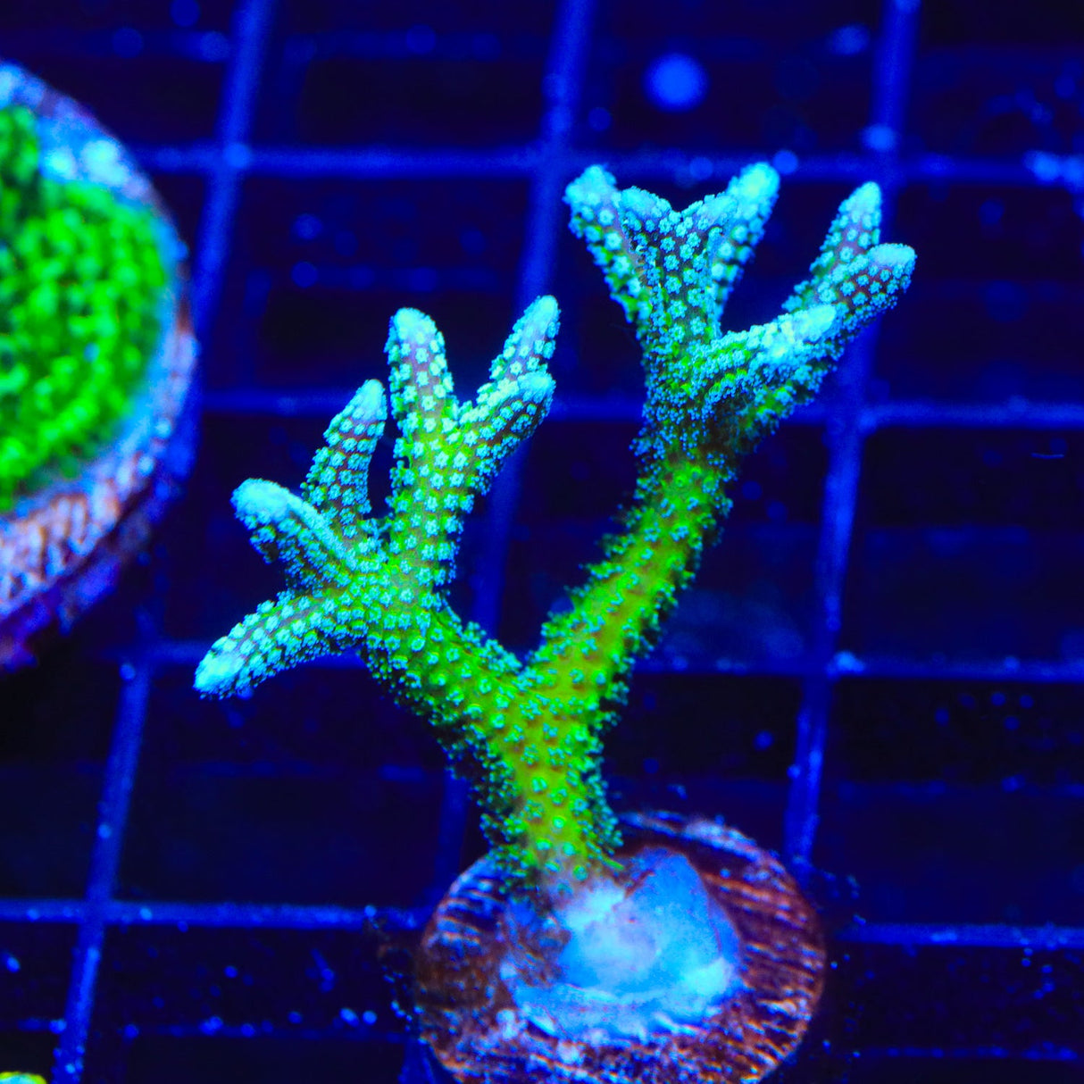 TSA Teal Birdsnest Coral