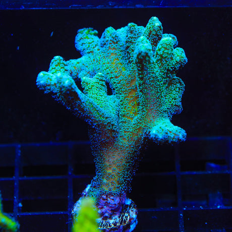 ORA Bird of Paradise Birdsnest Coral