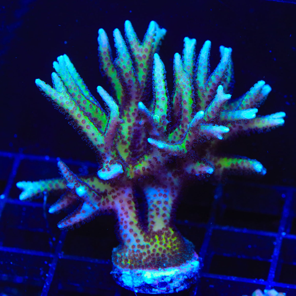 TSA Pink Tip Birdsnest Coral