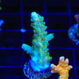 TSA Sunshine Granulosa Acropora Coral