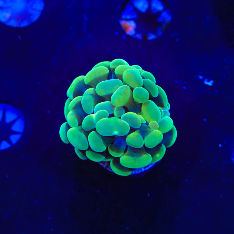 Lime Hammer Coral