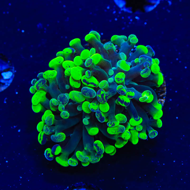 Green Splatter Hammer Coral