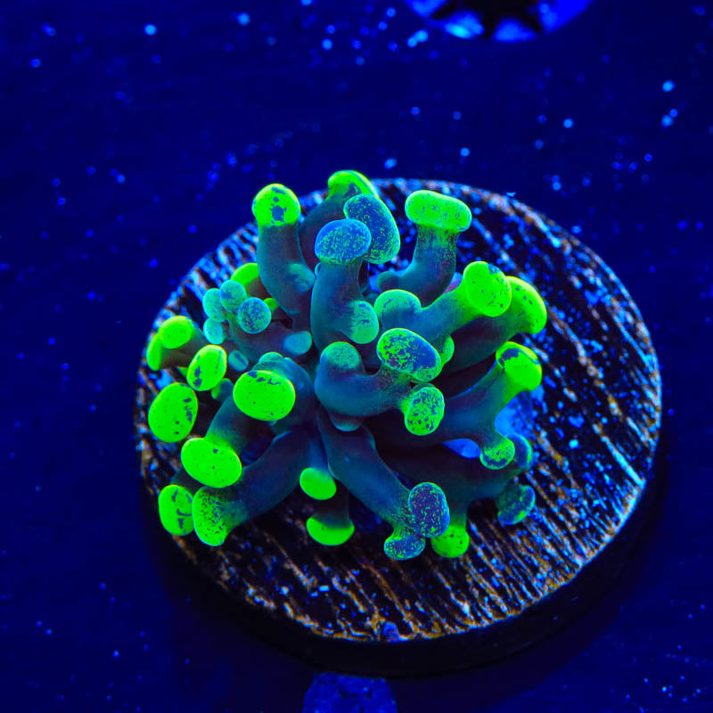 Green Splatter Hammer Coral