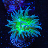 Green Stem Duncan Coral