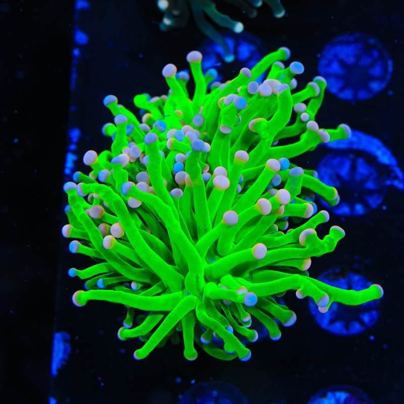 Cotton Candy Torch Coral