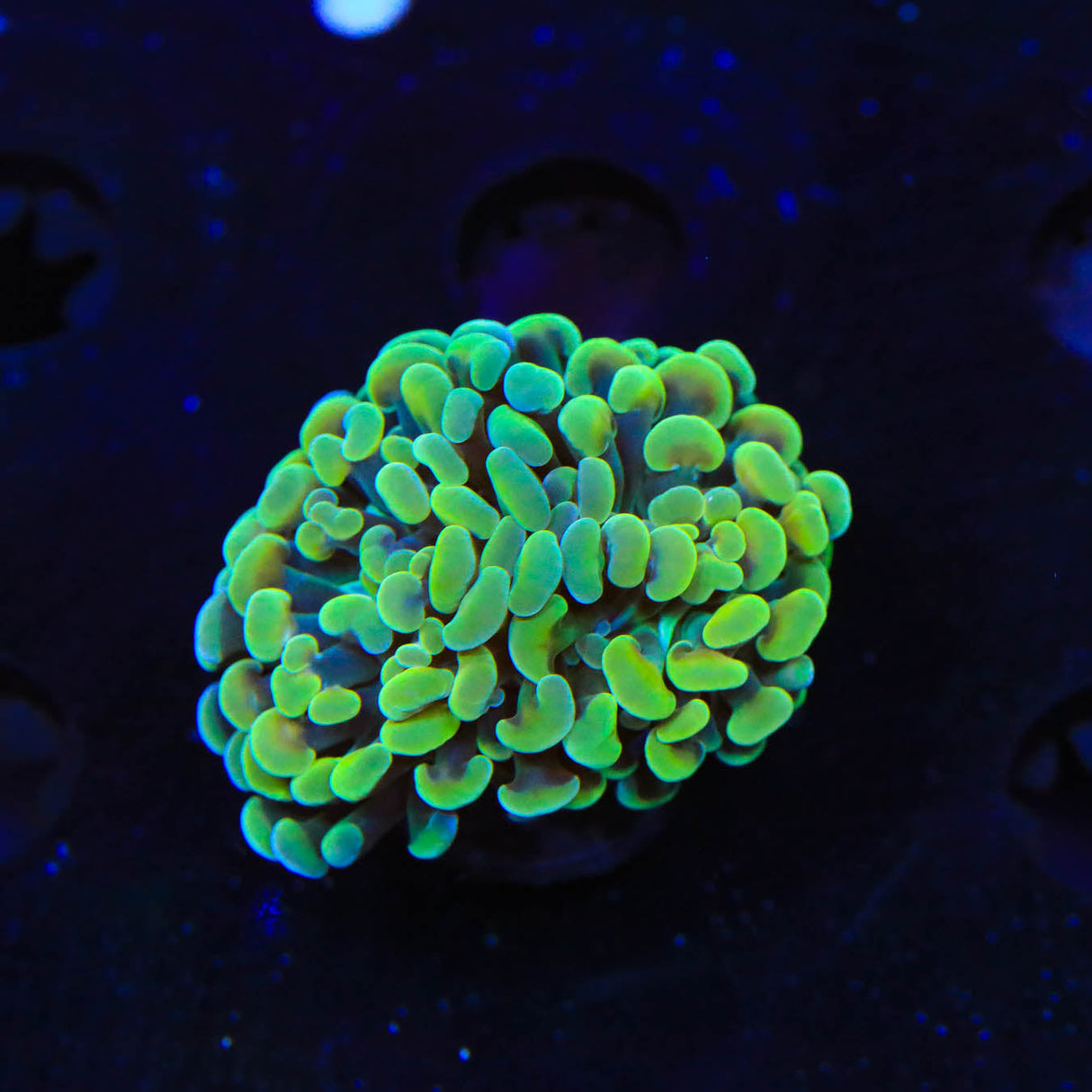 Rainbow Hammer Coral - Top Shelf Aquatics