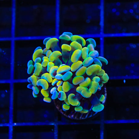 Rainbow Hammer Coral