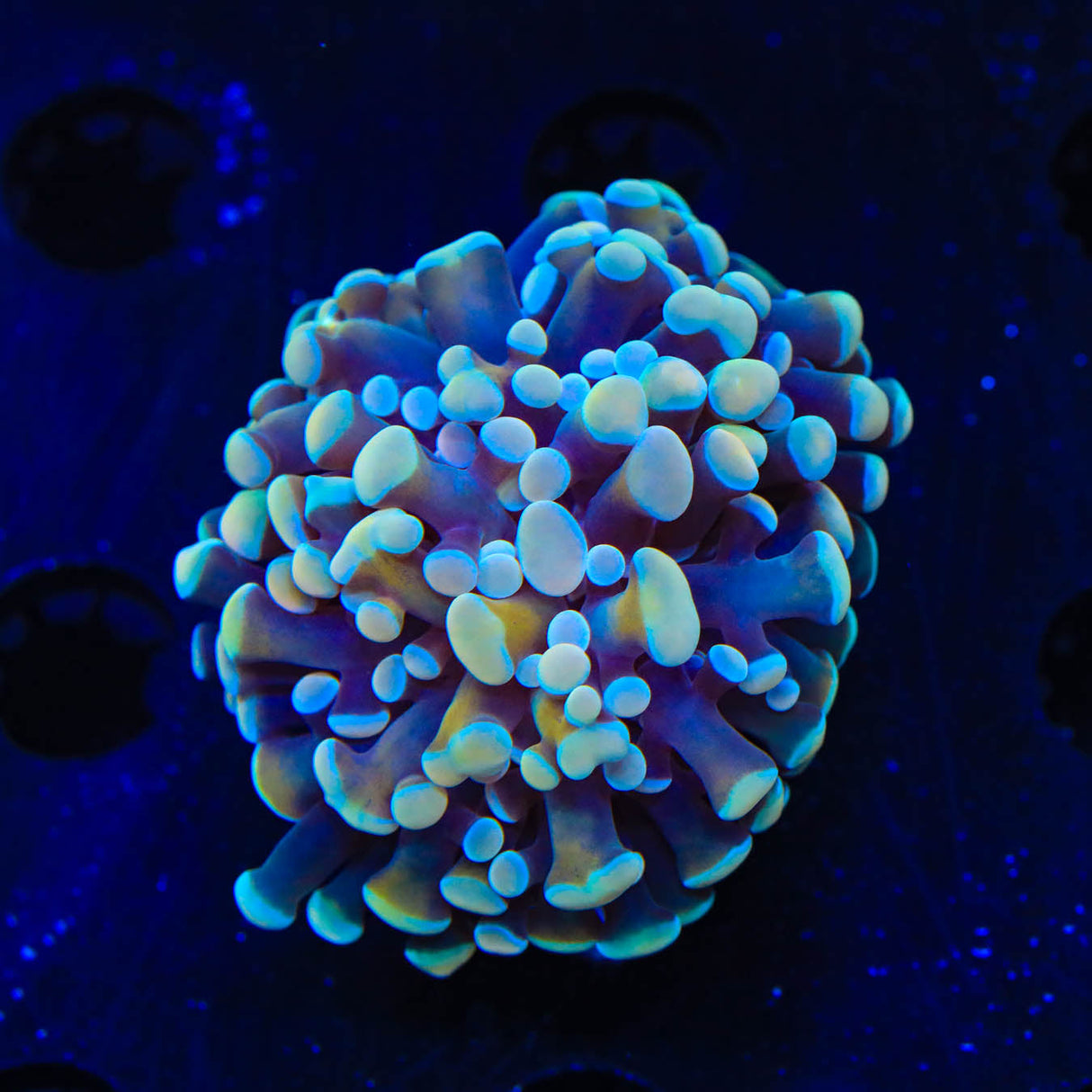 Rainbow Tiger Hammer Coral - Top Shelf Aquatics